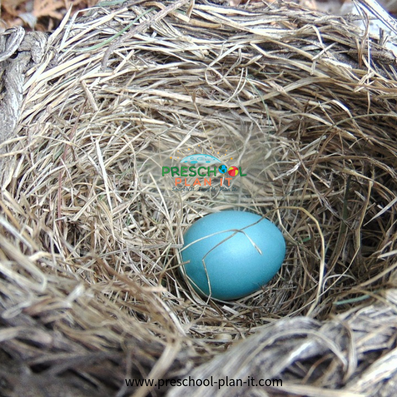 Exploration d'un nid d'oiseaux pour un thème préscolaire sur les oiseaux