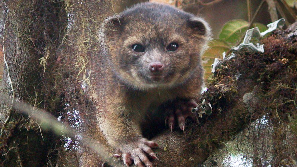  Olinguito !